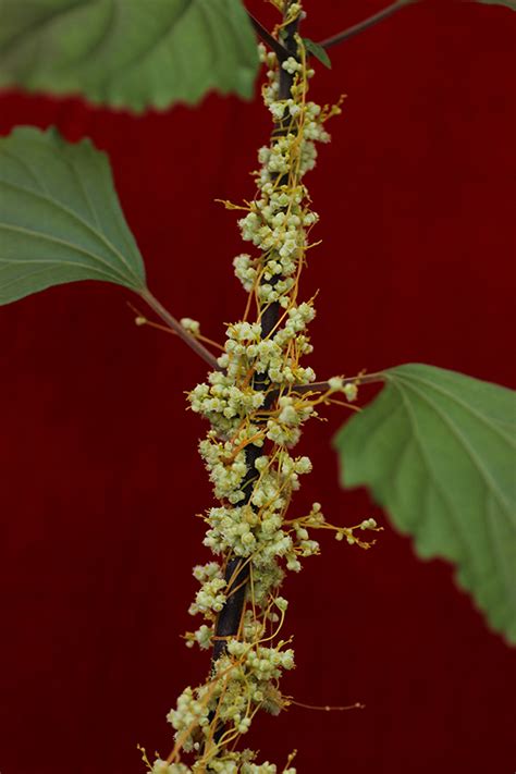 菟丝子的开花为何与众不同？----中国科学院昆明植物研究所