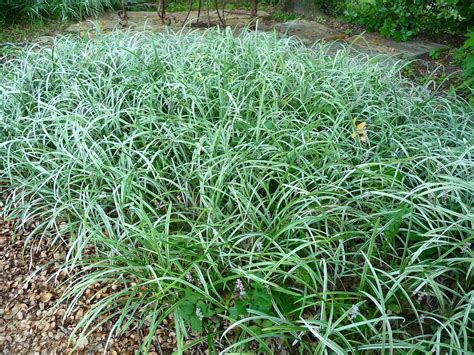 Liriope spicata - Alchetron, The Free Social Encyclopedia