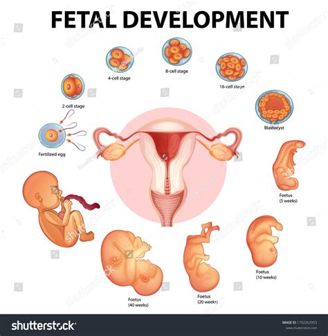 Image result for Embryonic Development Process