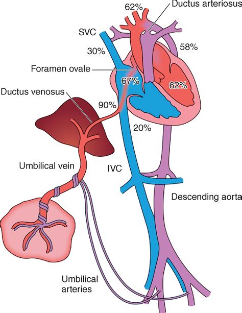 Fetal and Placental Physiology - Clinical Tree