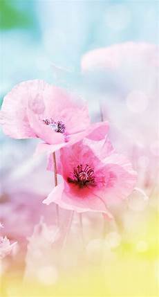 Home Screen Wallpaper Flower Images by My Home Screen Floral Background Flowers Nature Home Screen Wallpaper Flower Images