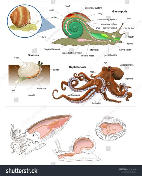 Pulpo Phylum Moluscos