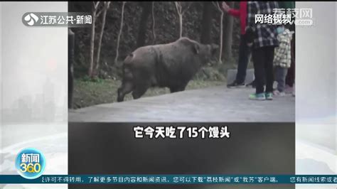 南京“网红野猪”乞食吃下15个馒头 公园：禁止投喂，于人于动物皆不利_我苏网