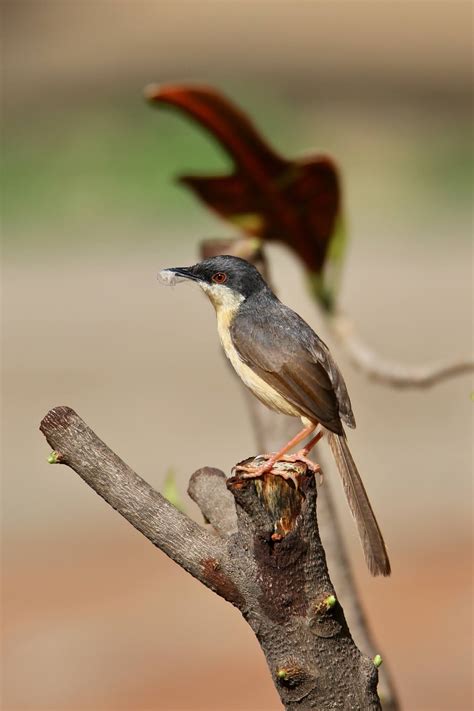 Ashy Prinia Begins Its nest Making