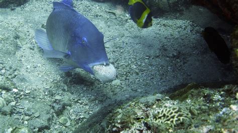 Image result for Using a Fish