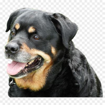 Squirrel Transparent Png Hd - Pngsource