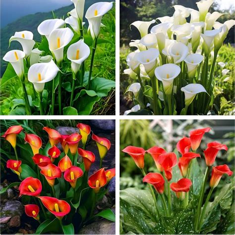 Hardy Perennial,Calla Lily Plants UK, Excellent Display Calla Lily ...