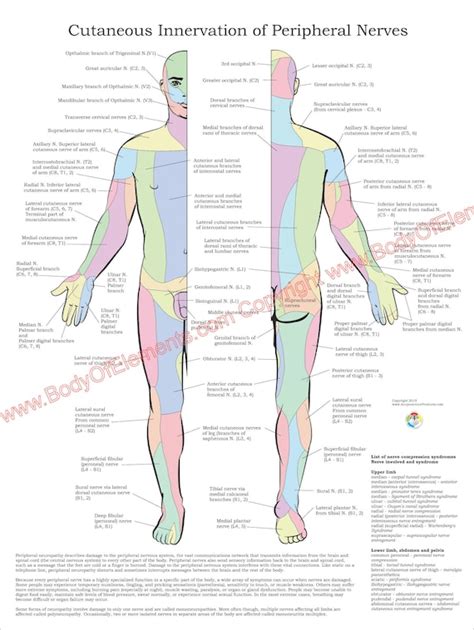 Peripheral Nerve Distribution 的图像结果