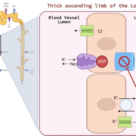 Loop Diuretics How They Work 的图像结果