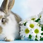 Image result for Cute Animated Bunny Cool