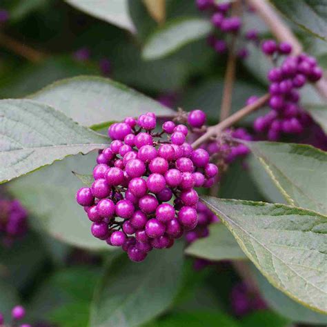 Beauty Berry Issa Japanese Live Plant Purple Fruit Habitat Pollinator ...