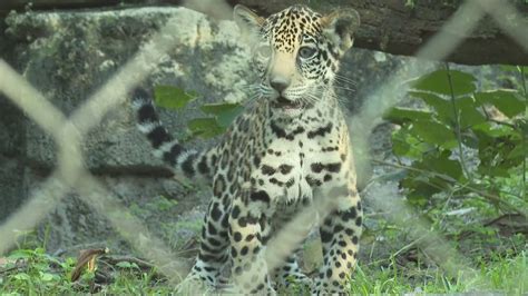 Banks, 14-week-old Jaguar cub at Jacksonville Zoo, makes public debut ...