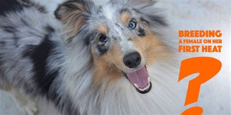 Image result for First Breeding Dogs