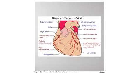 Diagram Coronary Artery
