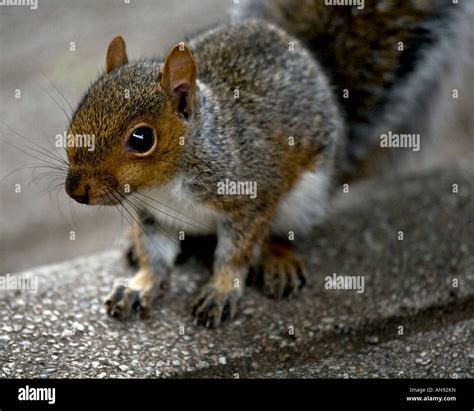 Baby grey squirrel uk hi-res stock photography and images - Alamy