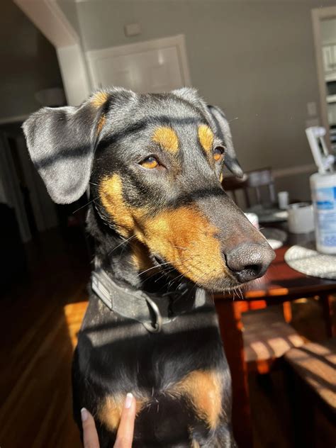 Carl the dog, preparing for his modeling career. He calls this look ...