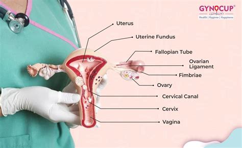 Image result for Female Reproductive System System