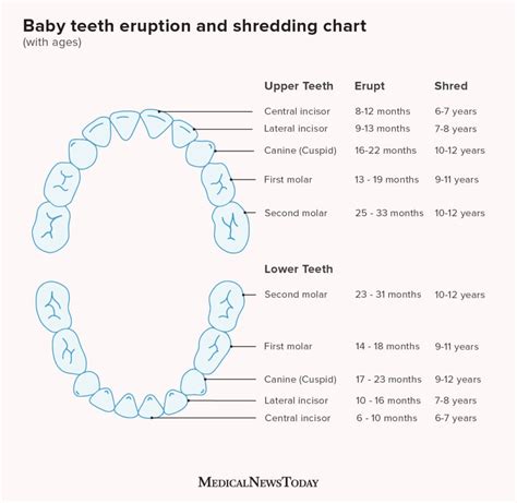 Image result for Tooth Growth Chart