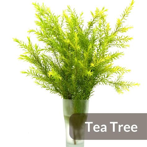 Handmade Cold Processed Organic Tea Tree Soap – CAMIA