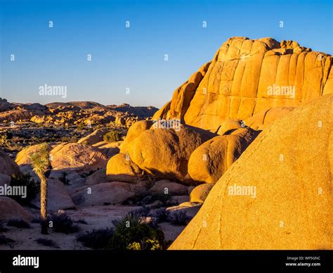 Landscape in Joshua Tree National Park, California, USA, where the Mojave and Colorado desert ...