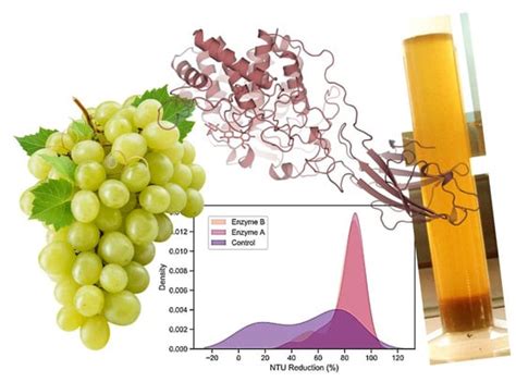 Addressing Enzymatic Clarification Challenges of Muscat Grape Juice