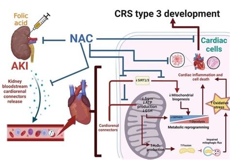 NAC Pre-Administration Prevents Cardiac Mitochondrial Bioenergetics ...