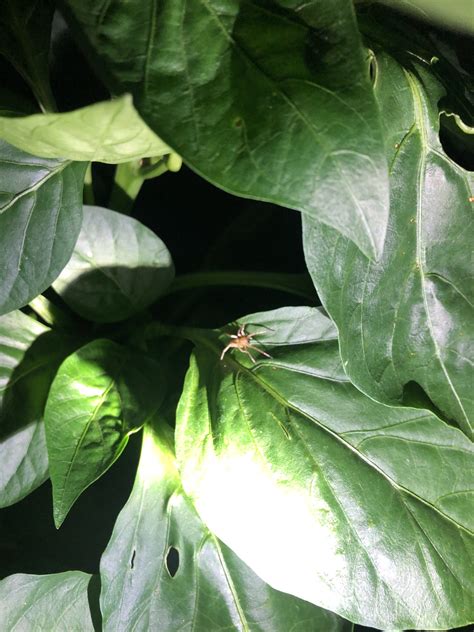 Unidentified spider in Wayne, Pennsylvania United States