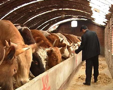 牧医系繁殖团队教师在怀柔进行肉牛技术推广与服务-畜牧兽医系