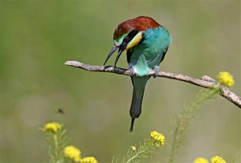 Image result for European Bee-eater Flying Back View