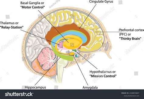 Image result for Brain Prefrontal Cortex