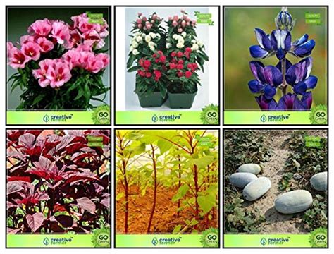 Creative Farmer Garden Décor Combo Flower Seeds & Vegetable Seeds ...