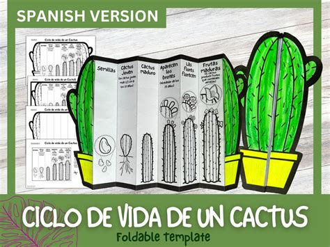 SPANISH Life Cycle of Plants & Fungi Bundle of 6 Mushroom, Fruits ...