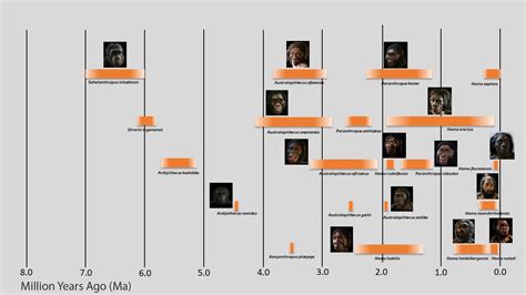 Early Man Evolution Chart 的图像结果