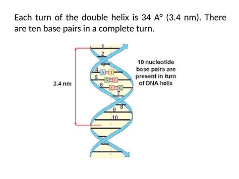 Image result for Structure of DNA Class 12