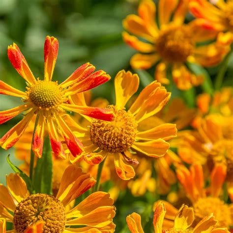 11 Orange Shade Perennials You'll Love