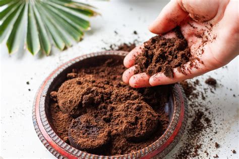 Kako iskoristiti talog od kafe u bašti - B92