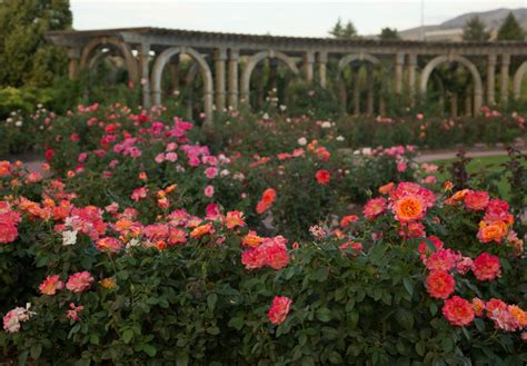 The Little Prince’s Rose - Thanksgiving Point
