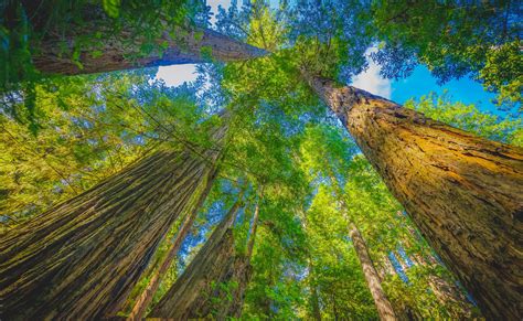 Walk Where Ancient Redwood Trees Grow - Crescent City - Del Norte ...