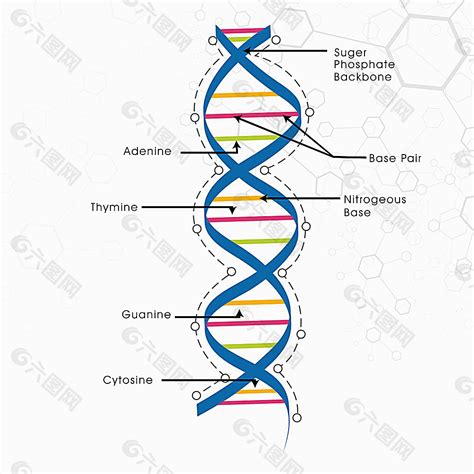 DNA分子结构的双螺旋模型_图片_互动百科