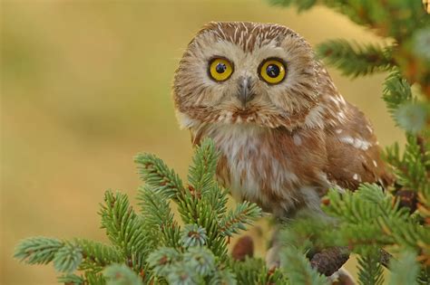 6 Species of Owls in Indiana - Bird Advisors