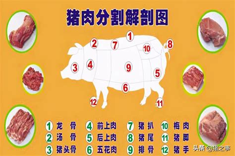 豬肉烹飪大師的必修課：生豬分切部位及烹調方法 - 每日頭條