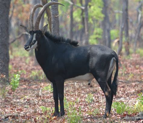 Zambian Sable Antelope