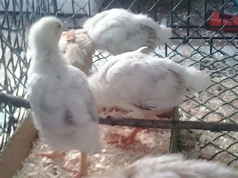 Please Post Pics of Two Week Old Chicks | BackYard Chickens - Learn How ...