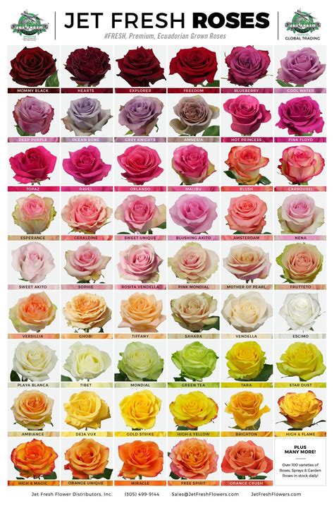 Types Of Rose Flowers And Their Meanings