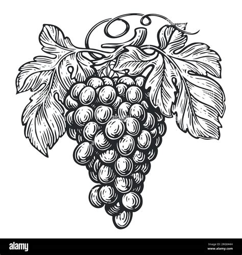 Grapes and vine leaves. Grapevine drawn in vintage engraving style ...