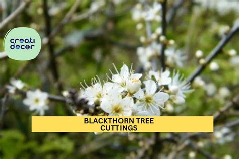 Blackthorn Kenilworth Nj