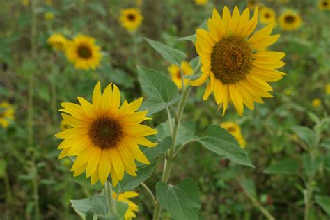 Helianthus annuus cv.