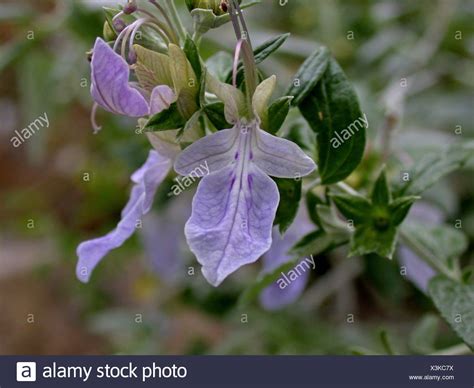Image result for Database JavaScript
