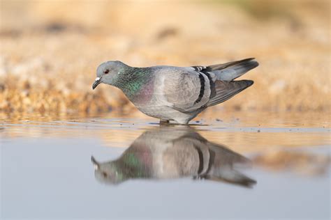 Rock Dove (Wild type) - eBird