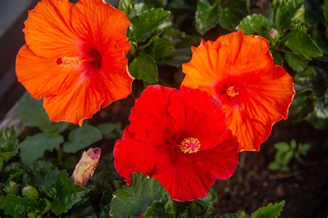 14 Types of Tropical Flowers